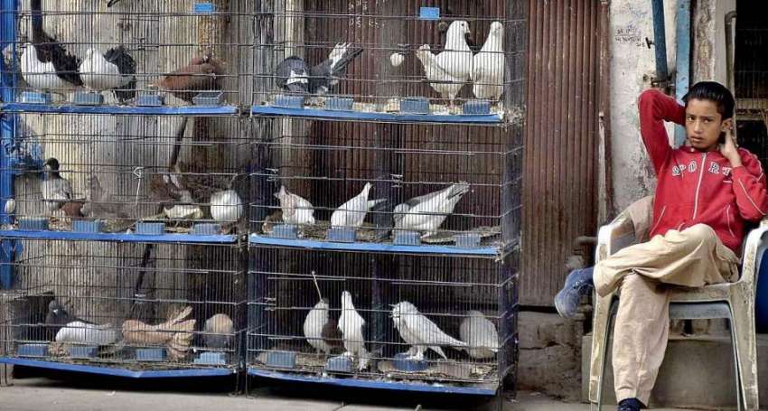 راولپنڈی: ایک نوجوان دکاندار کبوتر فروخت کے لیے گاہکوں کا ..