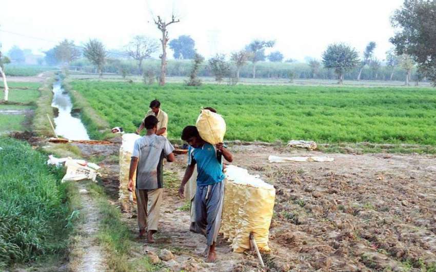 فیصل آباد: کسان کھیت سے گاجریں چننے کے بعد بوریوں میں پیک ..