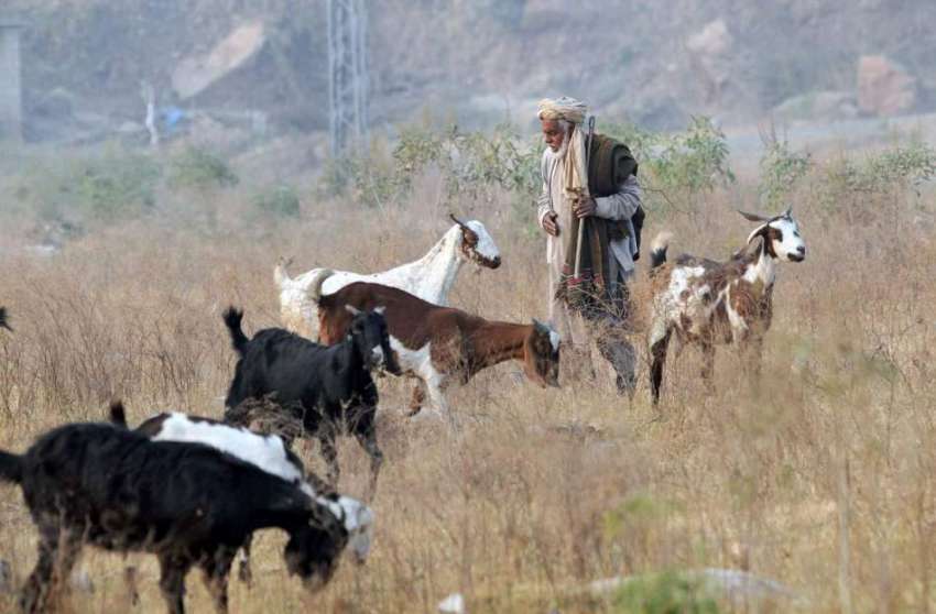 اسلام آباد: ایک بزرگ شخص بکریاں چرانے میں مصروف ہے۔
