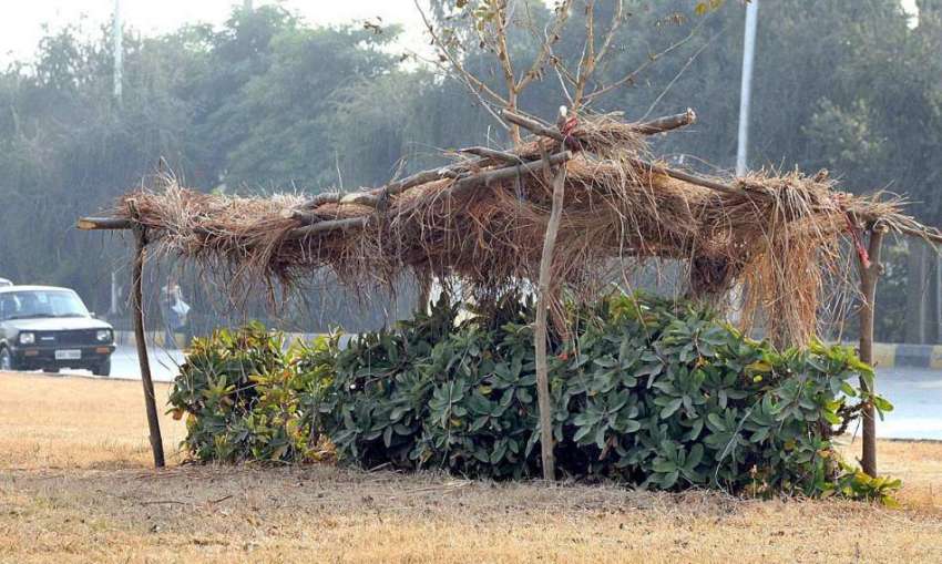 اسلام آباد: وموسمی پودوں کو محفوظ رکھنے کے لیے شیڈ بنایا ..