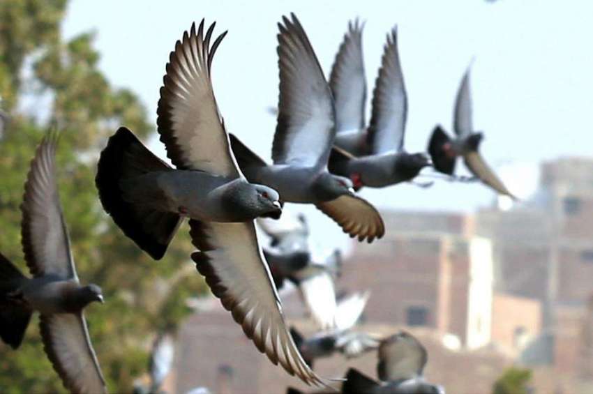 حیدر آباد: ایک لائن میں پرواز کرتے ہوئے کبوتر دلکش منظر پیش ..