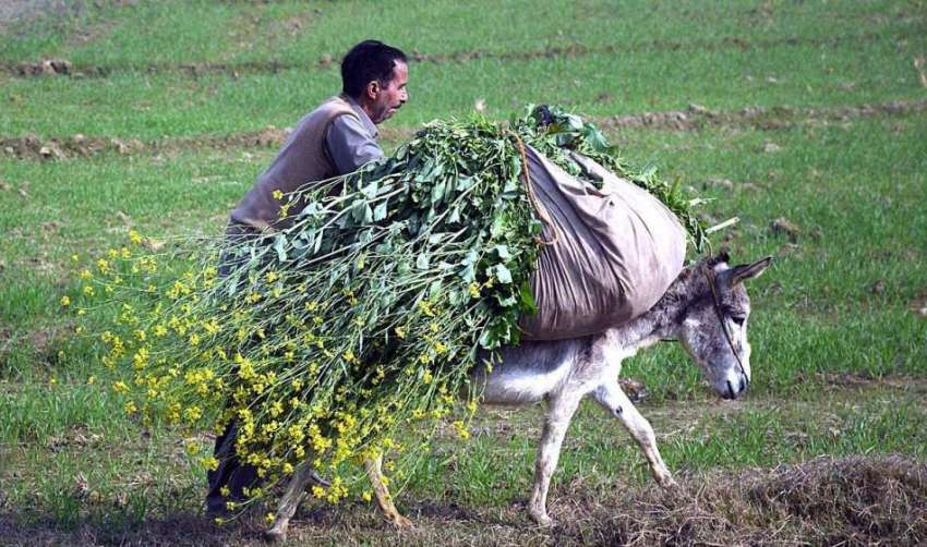 سیالکوٹ: کسان گدھے پر چارہ رکھے جا رہا ہے۔