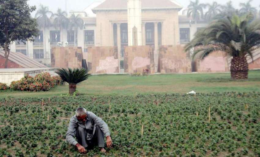 لاہور: پی ایچ اے کا ملازم سمٹ مینار کے احاطے میں پودے لگا ..