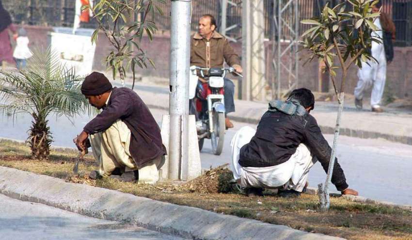 راولپنڈی: ٹی ایم اے کے اہلکار گرین بیلٹ پر لگے پودوں کی دیکھ ..