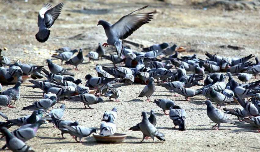 حیدر آباد: جنگلی کبوتر دانا چن رہے ہیں۔