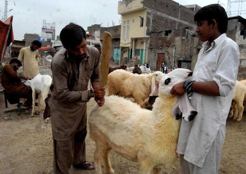 راولپنڈی: بیوپاری عید قربان کے لیے لائے گئے جانوروں کی صفائی ..