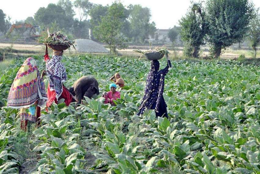 لاہور: خواتین کسان کھیتوں سے اضافی جڑی بوٹیاں کاٹ رہی ہیں۔