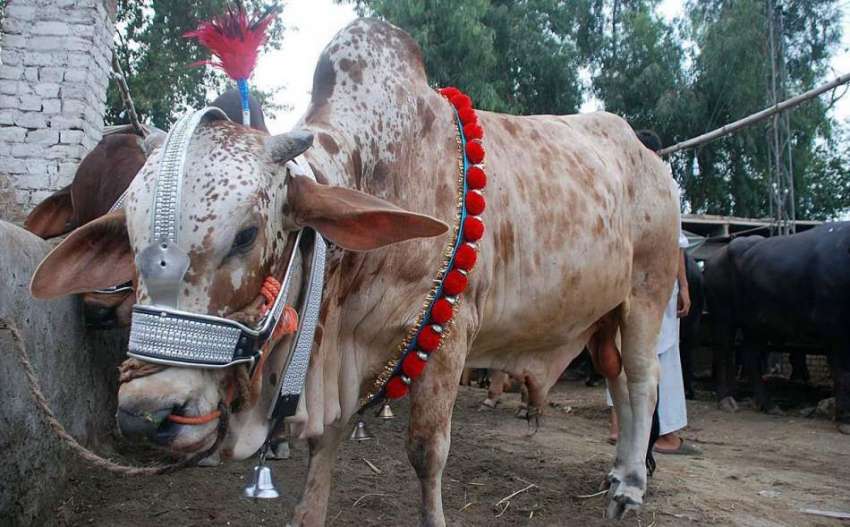پشاور: عید قرباں کے لیے مویشی منڈی میں لالئے گئے خوبصورت ..