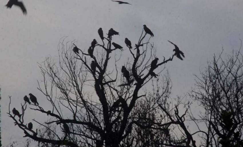 لاہور: صوبائی دارالحکومت میں شام کے وقت پرندے درخت پر بیٹھے ..