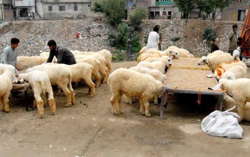 راولپنڈی: عید قرباں کے لیے دور دراز سے لائے گئے جانور چارا ..