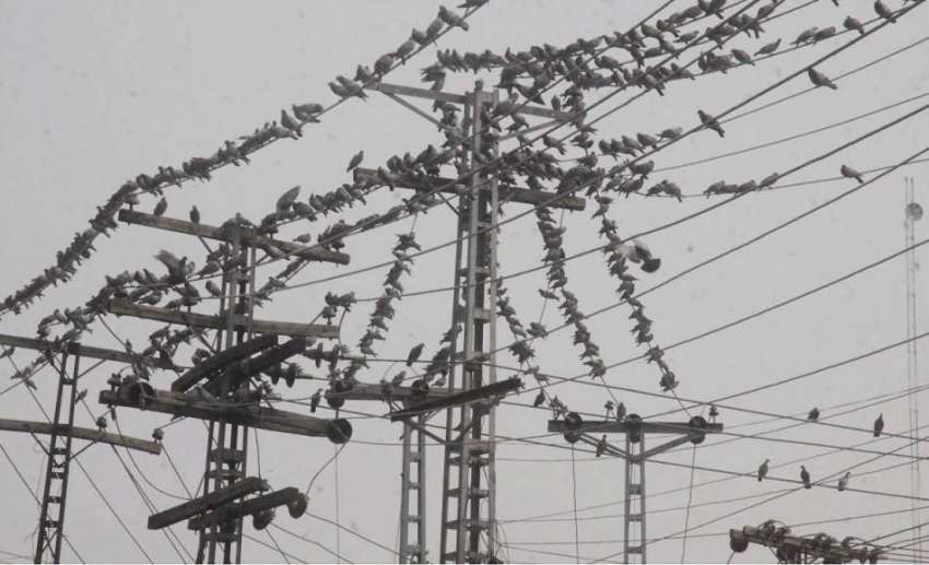 لاہور: کبوتروں کا جھنڈ تاروں پر بیٹھا ہے۔