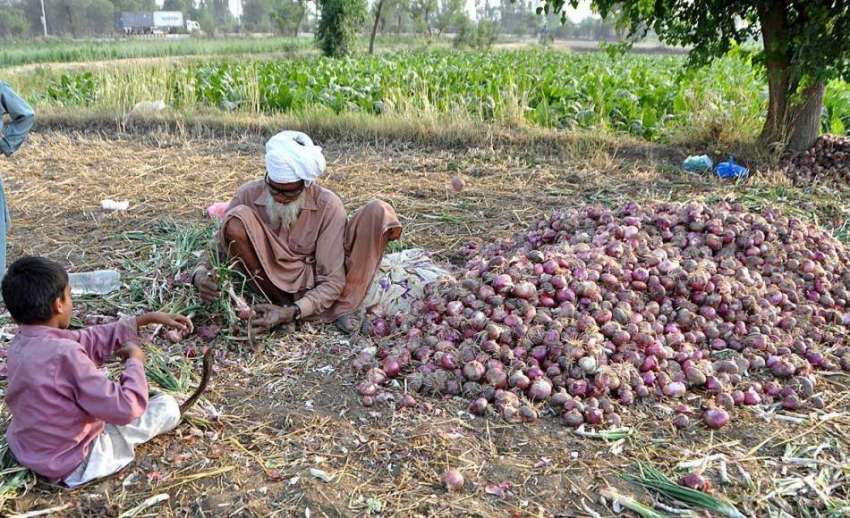 لاہور: ایک معمر کسان پیاز چننے میں مصروف ہے۔