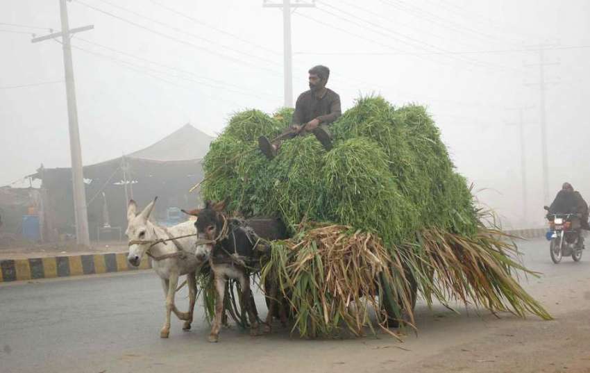 فیصل آباد: ایک کسان شدید دھند کے دوران بھینسوں کا چارہ لیے ..