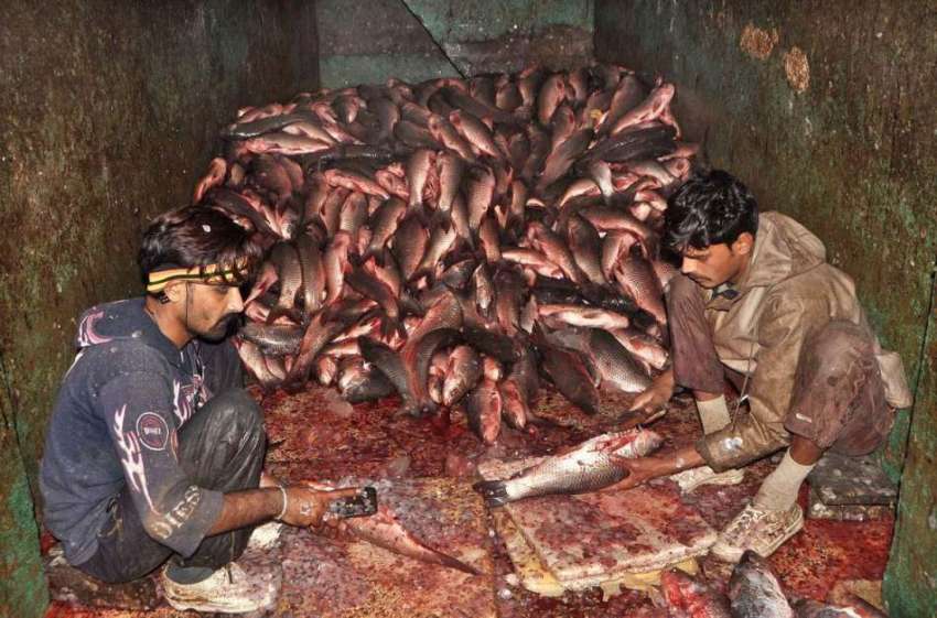 لاہور: مچھلی فروش مچھلی کی صفائی میں مصروف ہیں۔
