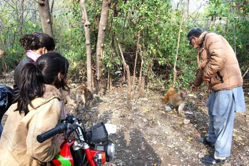 اسلام آباد: ایک شخص جنگلی بندر کو کھانے کے لیے چنے دے رہا ..