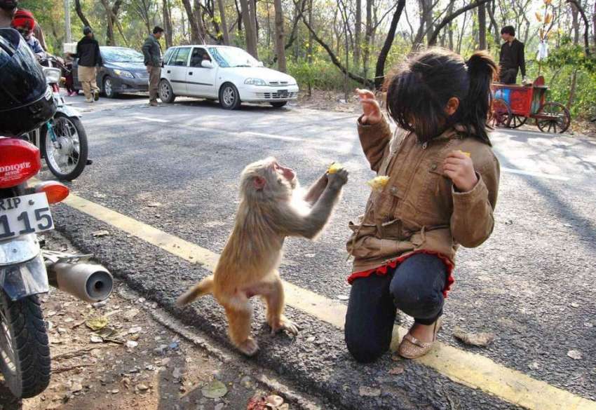 اسلام آباد: ایک بچی سے بندر چھلی چھین رہا ہے۔