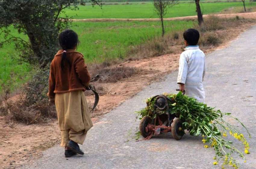 سرگودھا: دو بچے چھوٹی سائیکل پر چارہ رکھے لیجا رہے ہیں۔