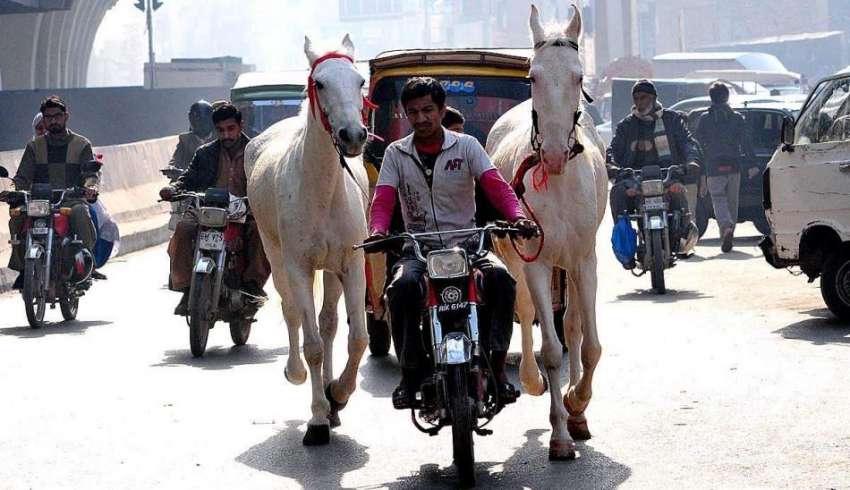 راولپنڈی: ایک موٹرسائیکل سوار دو گھوڑے ہمرا لیے جا رہا ہے۔