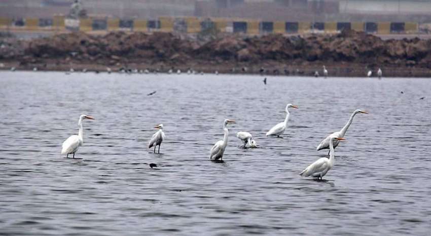 حیدر آباد: جامشورو کے قریب جھیل میں بیٹھے پرندوں کا گروپ۔