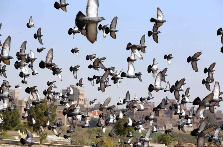 حیدر آباد: کبوتروں کی بڑی تعداد پرواز کر رہی ہے۔