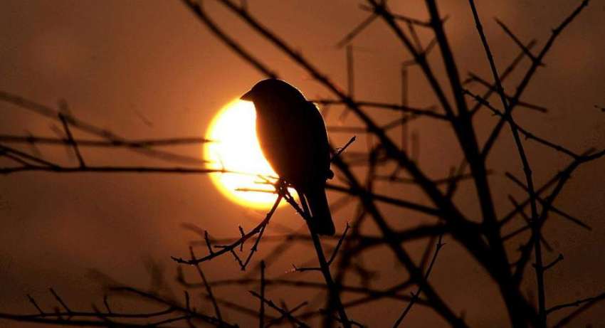راولپنڈی: ایک پرندہ درخت کی شاخ پر بیٹھا ہے اور پیچے غروب ..