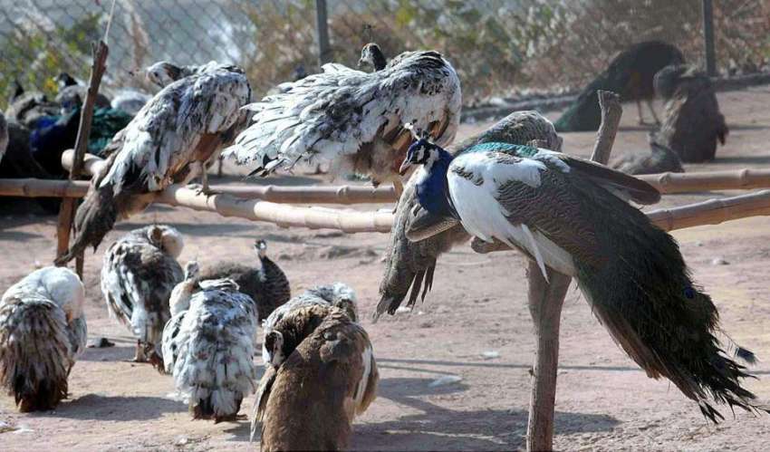 راولپنڈی: مقامی تفریحی پارک میں دوپہر کے وقت پرندے دھوپ ..