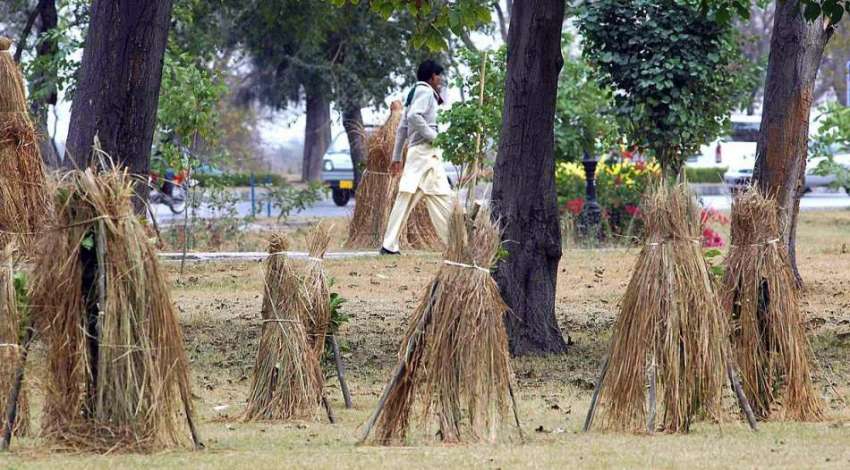 راولپنڈی: موسمی پودوں کو سردی کی شدت سے بچانے کے لیے احتیاطی ..