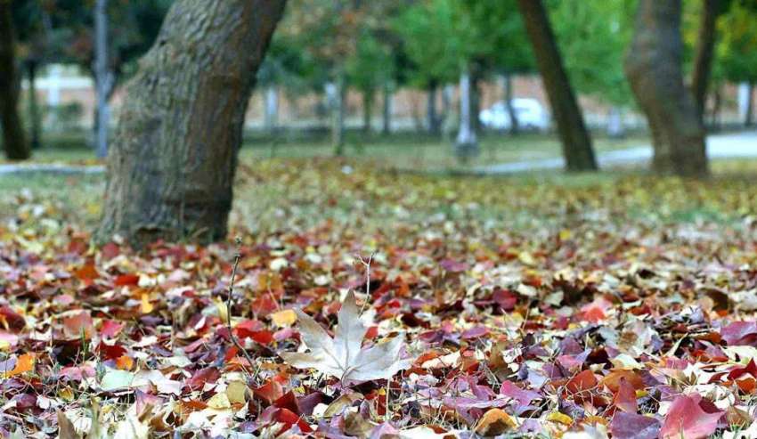 راولپنڈی: سردی کی شدت سے ٹہنیاں اور پتے زمین پر بکھرے پڑے ..