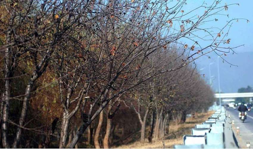 اسلام آباد: موسم خزاں کے دوران دخت خشک پڑے ہیں۔