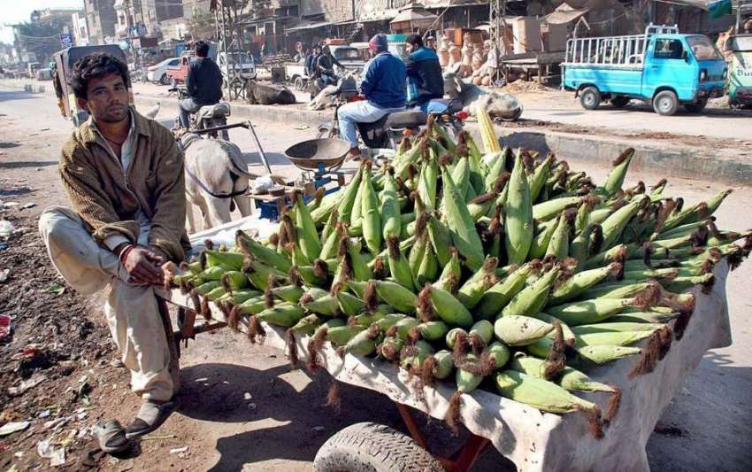 حیدر آباد: ریڑھی بان چھلیاں فروخت کر رہا ہے۔