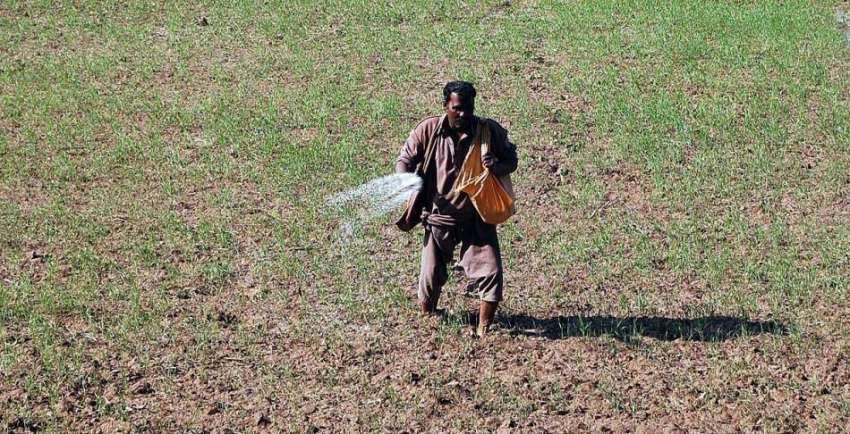 فیصل آباد: کسان کھیتوں میں کھاد ڈال رہا ہے۔