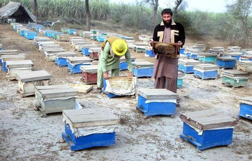 فیصل آباد: محنت کش سہد کی مکھی کے فارم پر دیکھا بھال میں مصروف ..