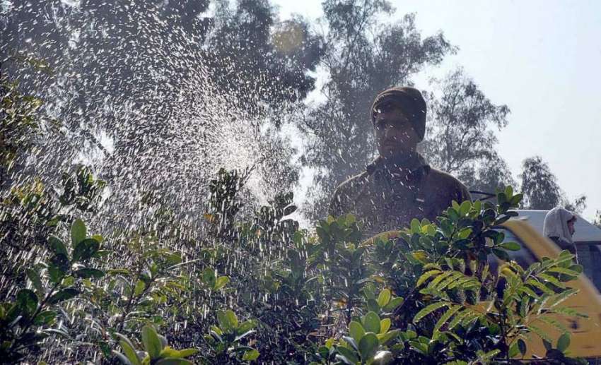 پشاور: مالی پودوں کو پانی لگا رہا ہے۔