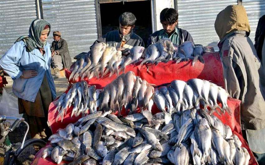 کوئٹہ: سڑک کنارے کھڑے مچھلی فروش سے شہری مچھلی خرید رہے ہیں۔