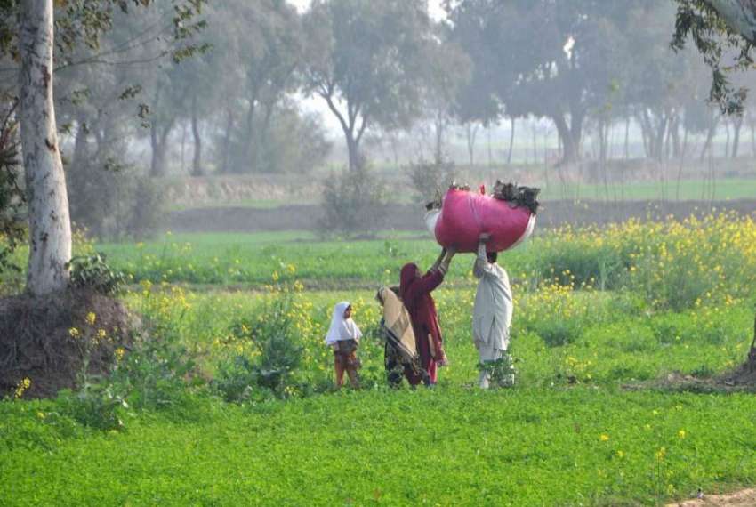 لاہور: کسان بھینسوں کا چارہ سر پر اٹھائے جا رہا ہے۔