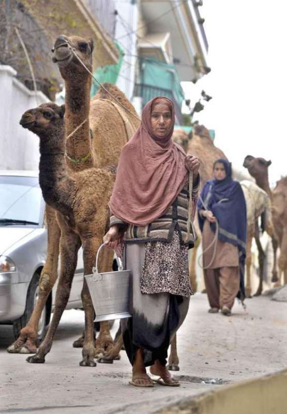 راولپنڈی: خوانہ بدوش خواتین اونٹنی کا دودھ فروخت کر رہی ..