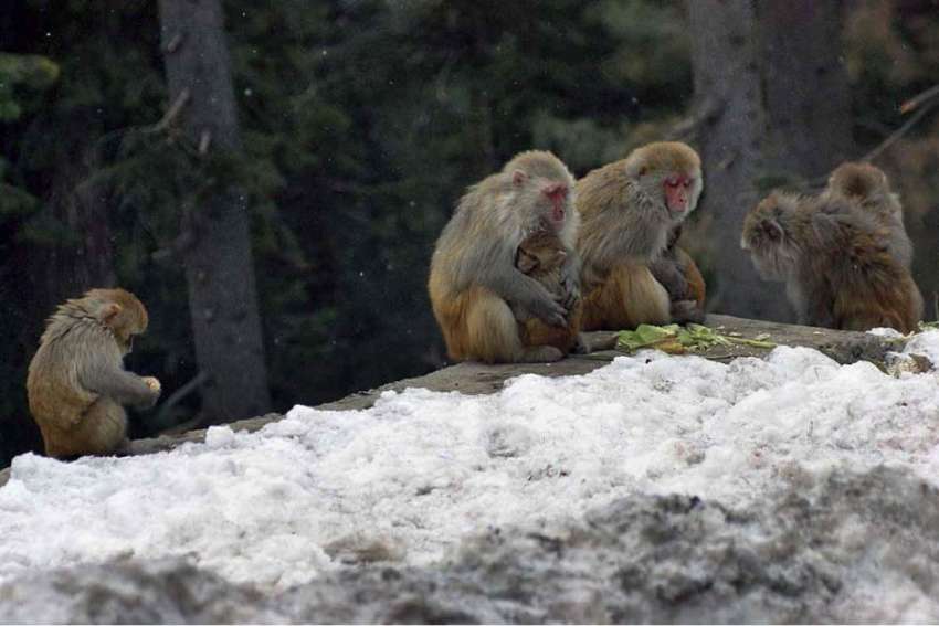 نتھیا گلی: بندر خوراک کے انتظار میں بیٹھے ہیں۔