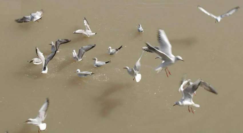 حیدر آباد: پھلیلی نہر سے پرندے مچھلیاں پکڑ رہے ہیں۔