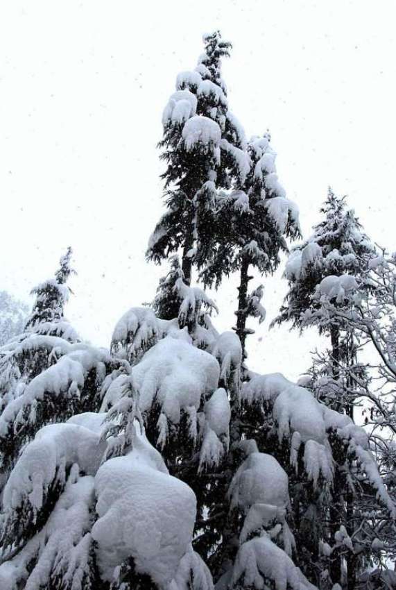 چترال: شدید برفباری کے بعد درخت برف سے ڈھکے ہوئے ہیں۔