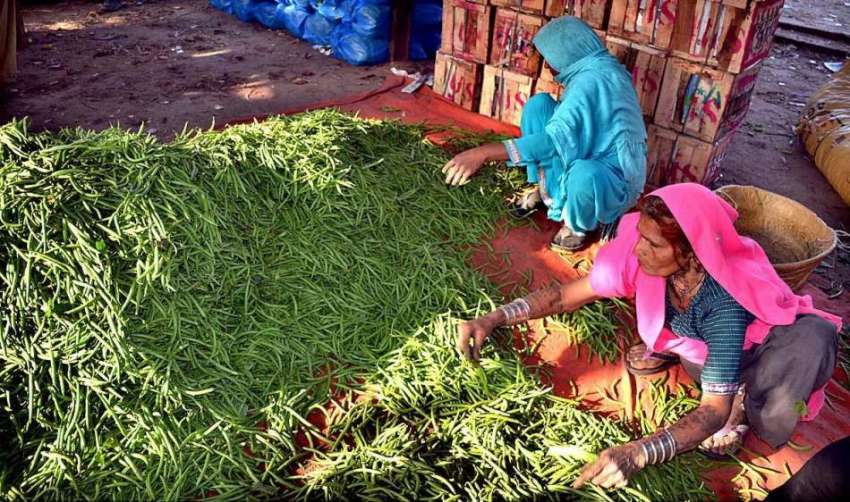 حیدر آباد: سبزی منڈی میں محنت کش خواتین سبز مرچین چن رہی ..