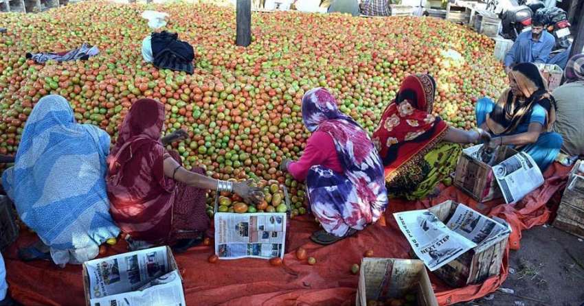 حیدر آباد: سبزی منڈی میں محنت کش خواتین ٹماٹر چننے کے بعد ..