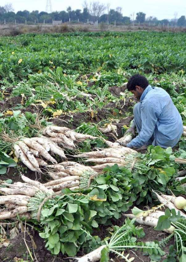 لاہور: کسان کھیت سے تازہ مولیاں چن رہا ہے۔