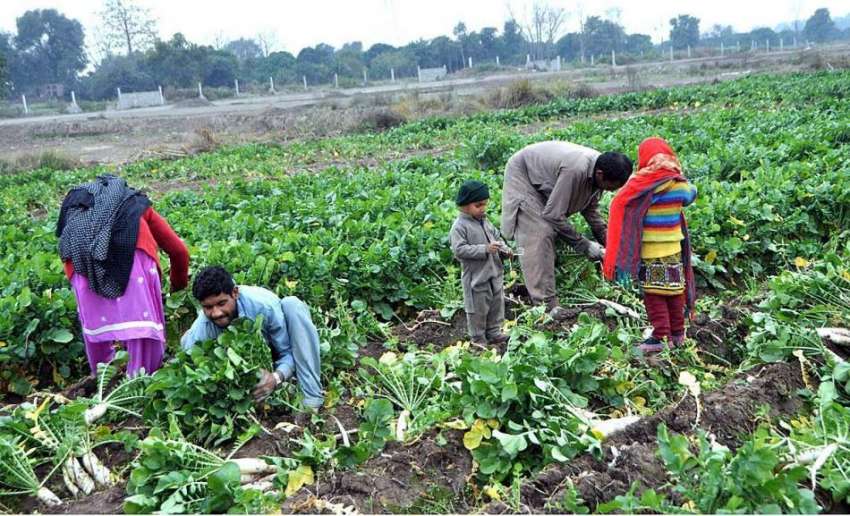 لاہور: کسان کھیت سے تازہ مولیاں چن رہا ہے۔