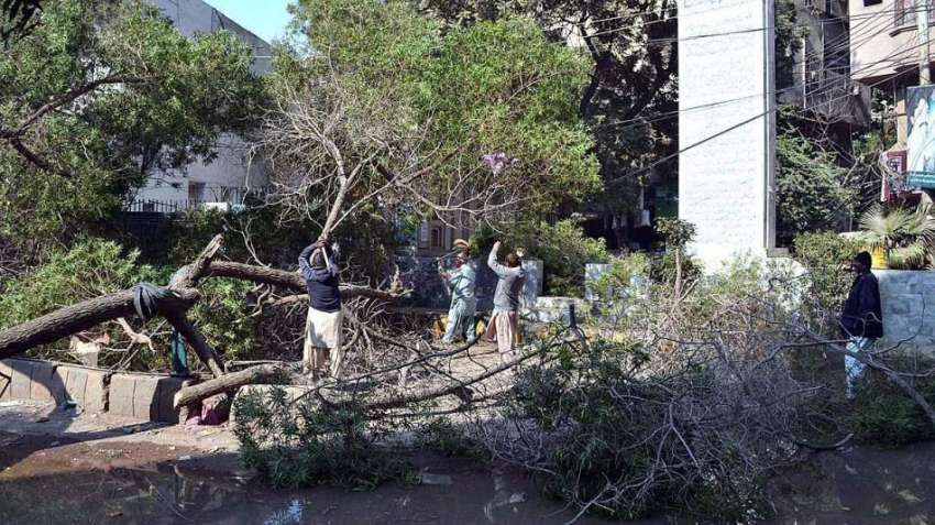 حیدر آباد: مزدور سڑک پر گرے ہوئے درخت کو ہٹانے رہے ہیں۔