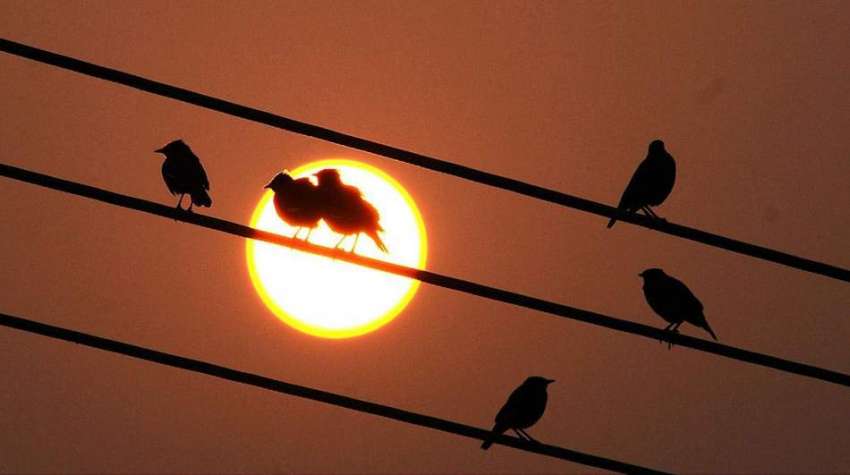 ملتان: غروب آفتاب کے دوران بجلی کے تاروں پر بیٹھے پرندے دلکش ..