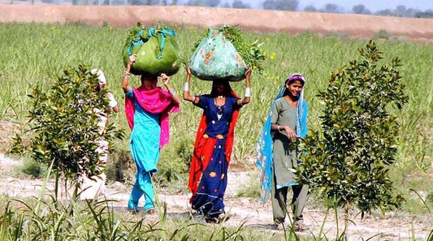 حیدر آباد: کسان خواتین کھیتوں سے چارہ کاٹنے کے بعد واپس لوٹ ..
