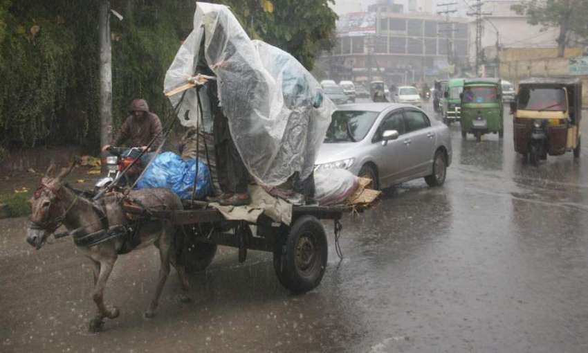 لاہور: شہر میں ہونے والی بارش کے دوران گدھا ریڑھی پر سوار ..
