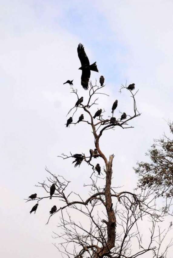 ملتان: پرندے درخت کی خشک شاخوں پر بیٹھے ہیں۔