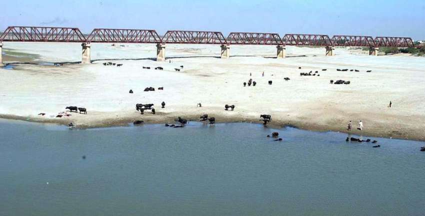 حیدر آباد: دریائے انڈس کے خوش حصے پر بھینسیں رکھی گئی ہیں۔