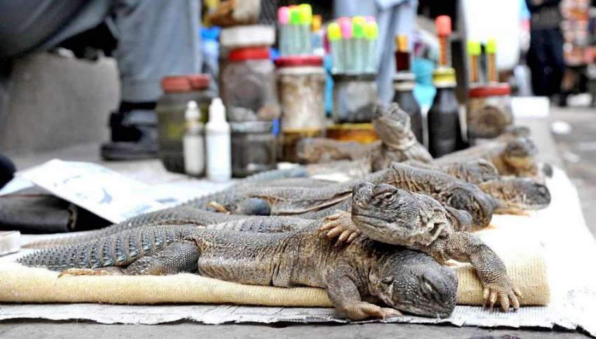 راولپنڈی: ایک شخص سڑک کنارے چھپکیاں رکھے تیل فروخت کر رہا ..
